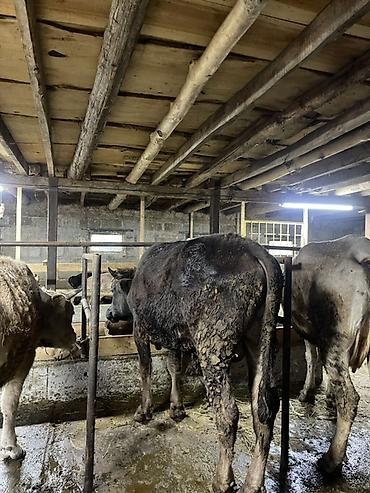 Коровы, быки: Продаю | Корова (самка) | Для молока | Привязанные at lalafo.kg — 7 Коровы, быки: Продаю | Корова (самка) | Для молока | Привязанные — 7