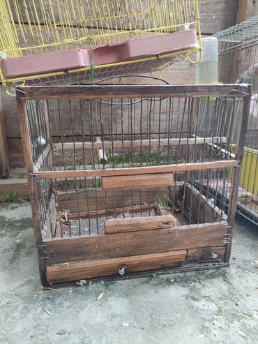 Tutuquşları: Qəfəs quslar — 9