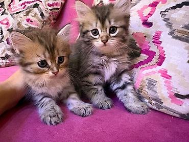 шиншилла кот: Шиншилла, Самка — 4