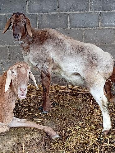 Баран, овца: Продаю | Овца (самка) | Для разведения | Матка — 6