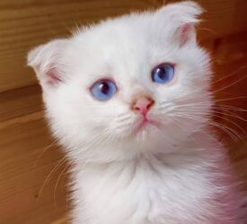 şotlan pişiyi: Британская вислоухая