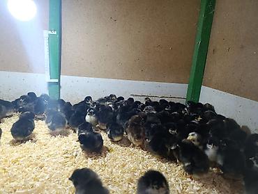 Cücələr: Salam herkese bayraminiz mubarek _xarkov qənbəri_ lider55_ sereblis _ — 11