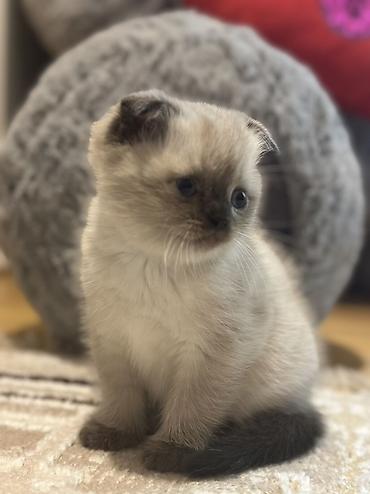 Pişiklər: Şotland, Erkək, Dişi — 7