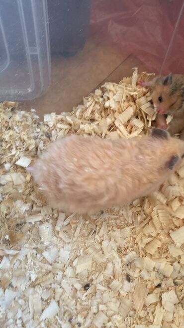 Грызуны: Xamyaklar(Hamster) 6ədəddir 1 ana 5 bala. Hamısı birlikdə 20manata