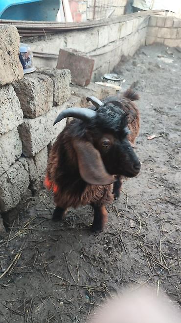 meymunlarin qiymeti: Məhsul: Erkək oğlaqlar (3 baş) diri çəkiləri 11. 13 kilo. ünvan Qobu — 3