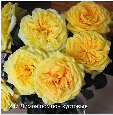 Rose saplings: Кустовые розы — сорта: - Э Шропшир Эд (№534): густомахровые — 12
