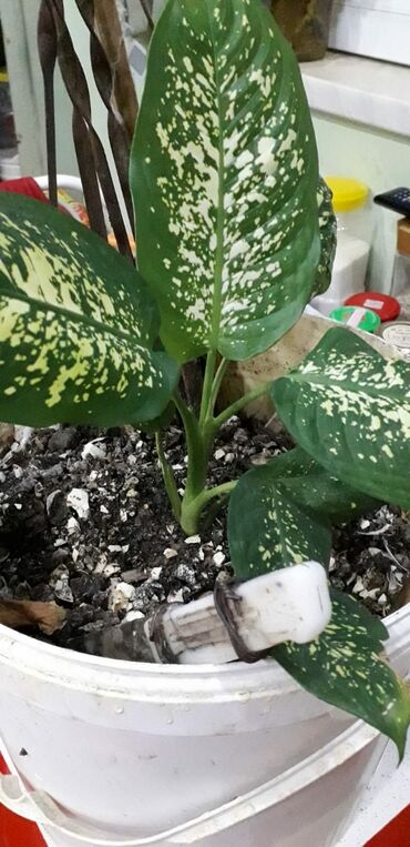 Otaq bitkiləri: DİFENBAHYA BÖYÜYÜB İRİ BİR DİBÇƏK BİTKİSİ OLUR ŞƏKİLLƏRİ VAR BAXIN — 7