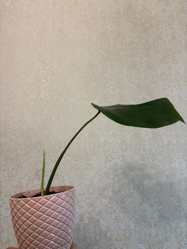 саженцы клубники хоней: Monstera 10 azn