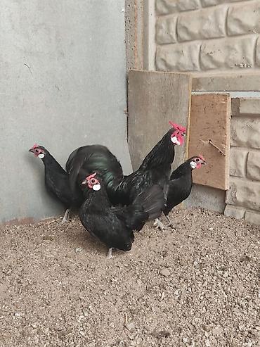 Куры, петухи: Продаю | Петух, Куры at lalafo.kg — 9 Куры, петухи: Продаю | Петух, Куры — 9