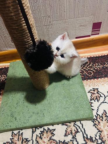 Pişiklər: Britan — 3