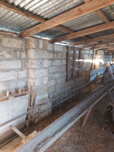 Bağ evlərinin satışı: Bakı, Qala qəs., 550 kv. m, 3 otaqlı, Hovuzsuz, Artezian quyusu, Qaz, Su — 5