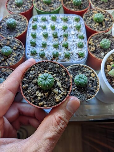 Otaq bitkiləri: Sukkulentlər. Sağlam və dözümlü bitkilərdi. Uzun müddət susuz qala -da lalafo.az — 1 Otaq bitkiləri: Sukkulentlər. Sağlam və dözümlü bitkilərdi. Uzun müddət susuz qala — 1