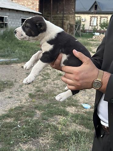 Продажа собак: Алабай, 1 месяц, Самец — 16