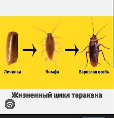 тест на короновирус: Дезинфекция, дезинсекция, | Клопы, Блохи, Тараканы, | Транспорт, Офисы, Квартиры — 9
