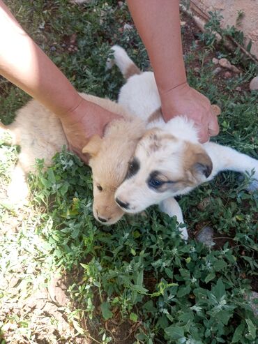 Собаки: Отдам щенят доброму заботливому хозяйину Кызыл суу пакровка