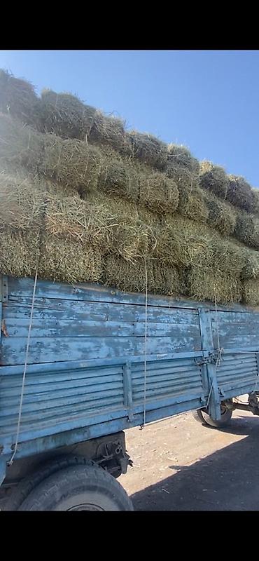 Кастра с сеном молодая плотные и большие тюки at lalafo.kg — 2 Кастра с сеном молодая плотные и большие тюки — 2
