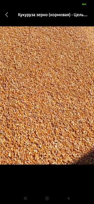 зерно ячмень: Кукуруза зерно (кормовая), цельное. кукуруза продаю - Тип: кормовое