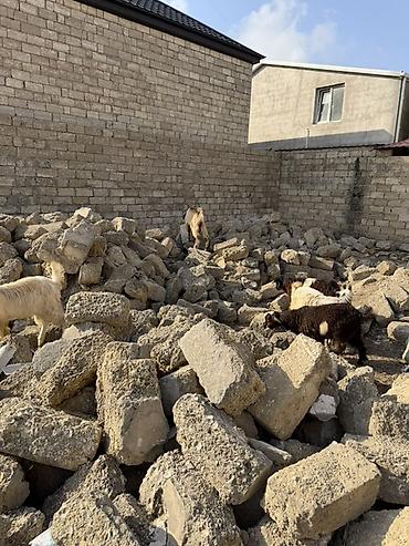 heyvan bazari keci: Salam aleyküm super cepiş isdiyen bizle elaqe saxlya biler 6 başdı 6 — 7