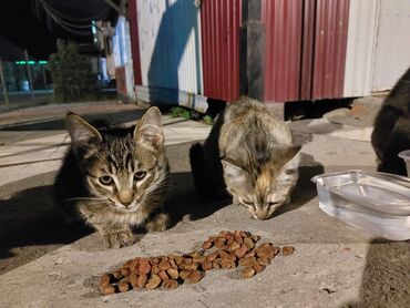 возьму кота: Бесплатно двое котят 4-5 месяцев. сейчас живут на улице в верхнем