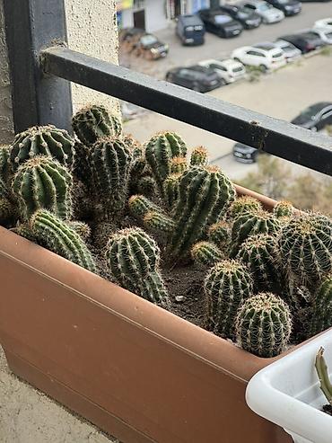 torf satilir: Bitki satışı – Sansevieria (Qaynanadili), sukkulentlər və kaktuslar — 3