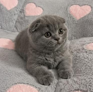 британская голубая кошка: Шотландский вислоухий котёнок (Scottish Fold), окрас — сплошной — 1