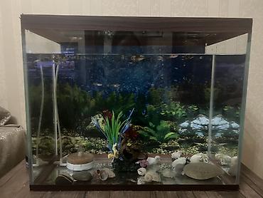akvarium dirnaq: Akvaryum dəsti - Şüşə akvaryum, üstü tünd taxta rəngli — 1