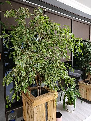 Фикусы: Продаются цветы, разные виды, сорта, большие и маленькие домашние и — 5