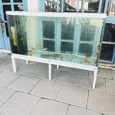 quppi baliqlari haqqinda: Dördbucaq akvarium, Balıqlarla birlikdə, 450 l — 2