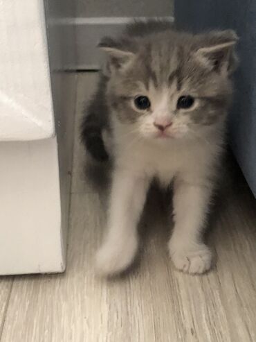 кошка рэгдолл: Беспородная, 1 месяц, Девочка, Биколор, Приучена к лотку