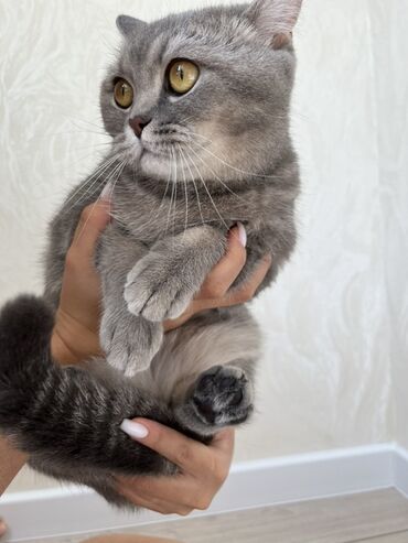 коты сфинксы: Скотиш Страйт (Шотландская прямоухая), 1 год, Девочка, Серый, Кастрирована, Приучена к лотку, Проглистована