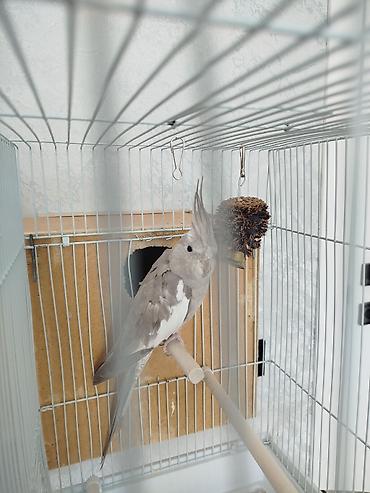 Птицы: Продам попугаевкореллы,самка и самец.Без клетки. Они не пара — 15