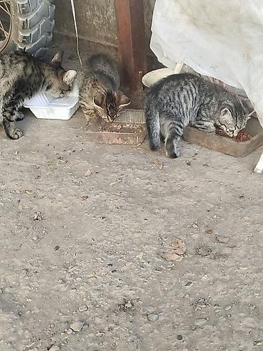 бесплатные кошки: Г.Ош. Вот такие красивые котята рождены от уличной кошки. Скоро будет — 4