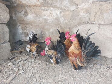 cins ineklerin qiymeti: Toyuq, Damazlıq