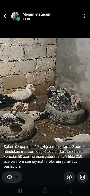 ucuz toyuq satisi: Salam öz qapımın 6 7 aylığ sağlam hinduşkalarıdır maşallah olsun — 4
