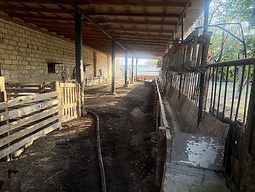 tap az ilkin odenissiz evler: 5 otaqlı, 380 kv. m, Kredit yoxdur, Yeni təmirli — 8