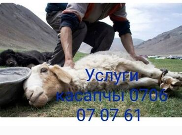 работа на охрану: Предлагаются услуги касанчи (забойщика скота). Профессиональный забой