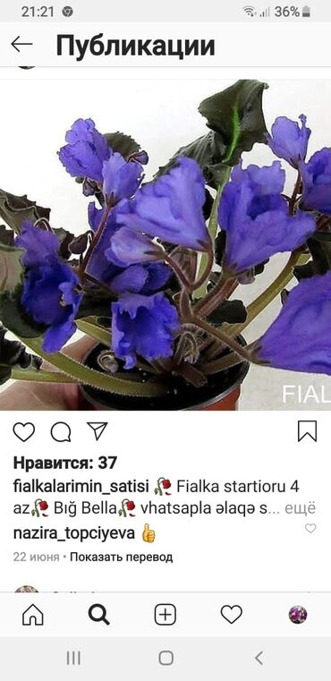 Otaq bitkiləri: Fialka startiorlari 4 azn — 7