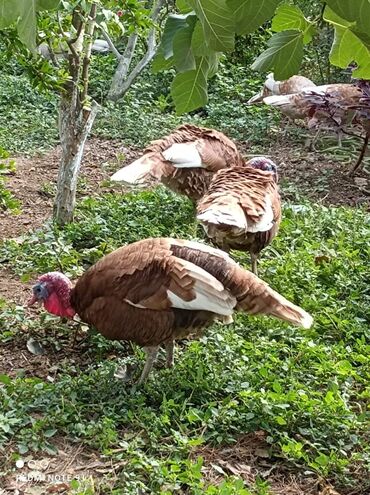 touz quşu: Qırmızı Kanada Bor Bon Cinsi