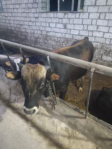 heyvanların sexsi: Çoban işi axtariram aileliyem bordag heyvana baxiram maisi yüksek yer — 1
