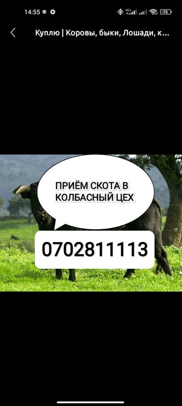 купить корм для перепелов несушек: Сатып алам | Уйлар, букалар, Жылкылар, аттар, Башка а/ч жаныбарлары | Күнү-түнү, Бардык шартта, Союлган