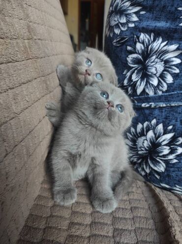 Pişiklər: Şotland yastı qulaq, Dişi, Erkək, Ünvandan götürmə — 9