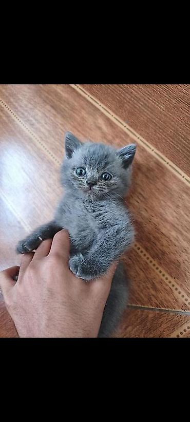 Təcili! Britaniya (British Shorthair) Balaları Satılır ​İki ədəd