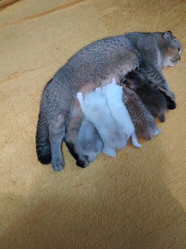 Oyuncaqlar: Sotland şinşilalar temiz cinsdi ana blek gold sinsilla,ata silver — 6