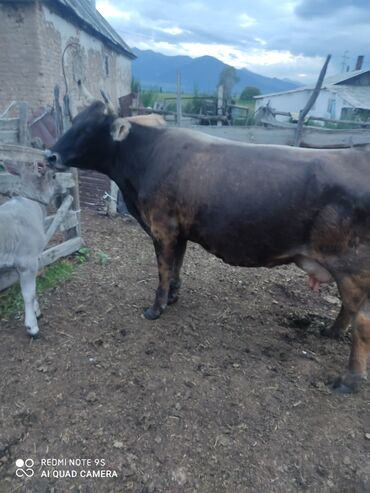карпова с теленком: Продаю | Корова (самка), Музоо, торпок | Алатауская