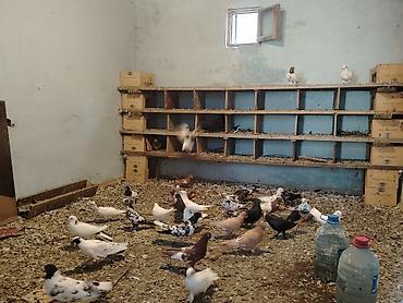 goyərcin yuvalari: Salam hoptom 5manatdan unvan maşdaga 0516831165 vatsapda aktivdir — 1