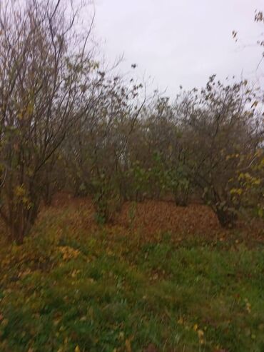 Həyət evləri və villaların satışı: 4 otaqlı, 110 kv. m, Kredit yoxdur, Təmirsiz — 10