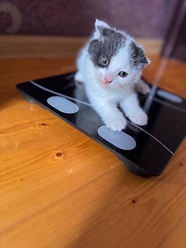 Pişiklər: Britan — 8