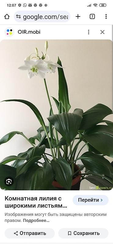 Фикусы: Комнатные цветы. Кактус. Лилия.кактус Эпифиллум (Epiphyllum) или — 4