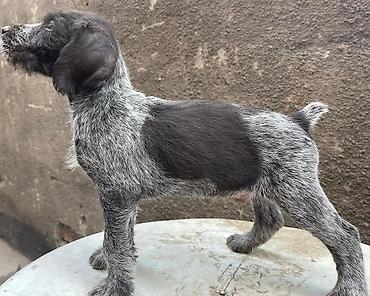 курцхаар купить: Дратхаар, 2 месяца, Самка, С прививкой — 5