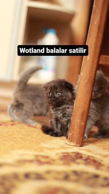 pisik britan: Wotland balalari satilir
